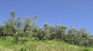 agricoltura