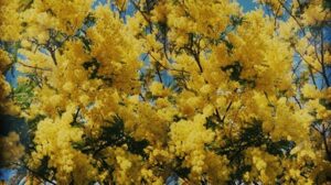 mimose